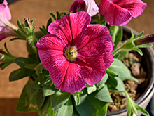 Когда сажать петунию на рассаду в 2023 и как ее правильно вырастить