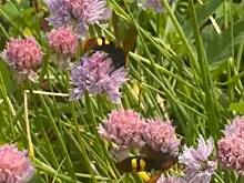 В российском регионе неожиданно заметили «агрессивного подземного монстра»