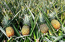 Эксперты рассказали, можно ли вырастить ананас в Марий Эл