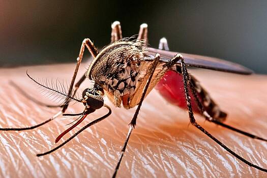 Американцев попросили не выходить на улицу после заката из-за смертельно опасной болезни. Ее разносят обычные комары