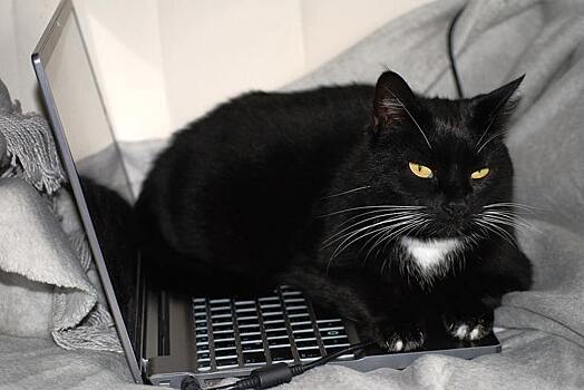 Кошки обзавелись новой привычкой в пандемию и возлегли на компьютер