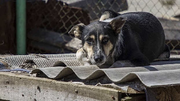 «Собаки не хотят уходить»: в Циолковском создали уникальный приют для животных