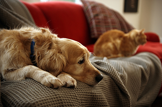 Ветеринарный врач-онколог о лимфоме у кошек и собак