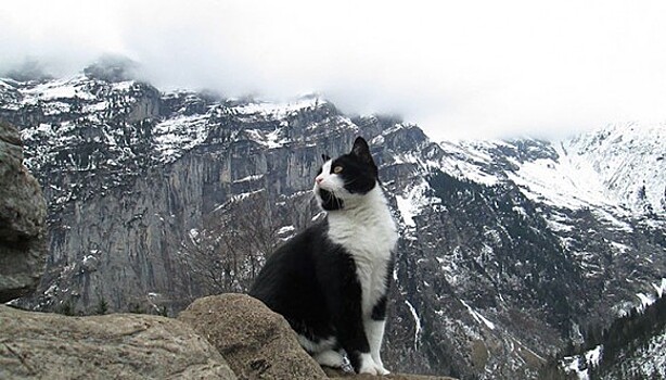Кошка спасла заблудившегося в горах Швейцарии путешественника