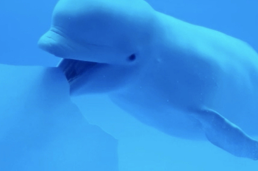 Почему океанариумы превращаются в тюрьмы для животных: Статьи экологии ➕1, 28.07.2022