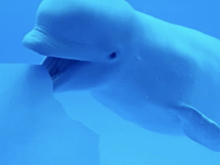 Почему океанариумы превращаются в тюрьмы для животных: Статьи экологии ➕1, 28.07.2022