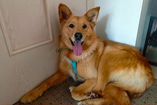 Как проводятся выставки по пристройству животных