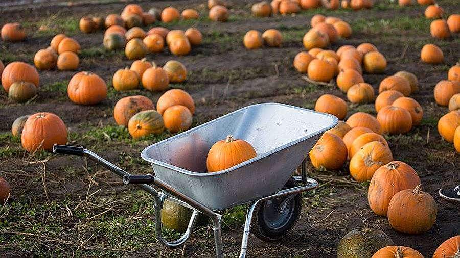 В Великобритании сгнили продукты на миллионы фунтов