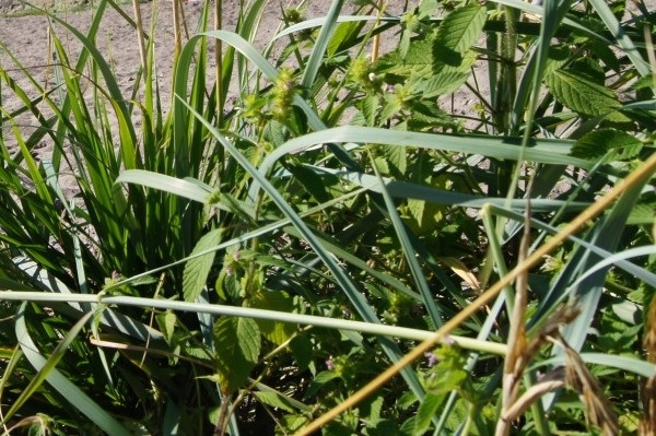 Понятие «свобода слова» в Норвегии воспринимают по-своему