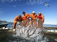 Полный крах: известная в Приморье рыбодобывающая компания стала банкротом