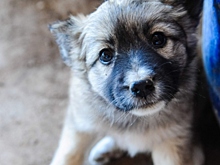 Какие эмоции могут испытывать питомцы