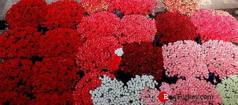 Турция ко Дню влюбленных поставила 65 млн цветов