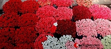 Турция ко Дню влюбленных поставила 65 млн цветов