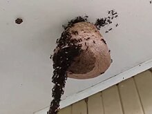 Армия муравьев решила разорить осиное гнездо – это видео повергнет в шок