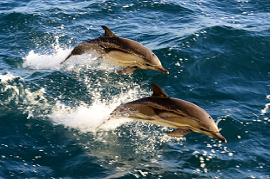 В Крыму предложили создать первый в России морской природный парк