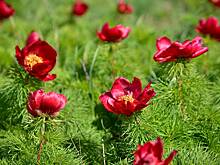 Новые редкие виды растений нашли российские ученые