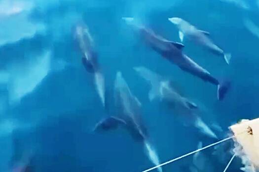 Дельфины поприветствовали туристов в Сочи и попали на видео