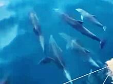 Дельфины поприветствовали туристов в Сочи и попали на видео