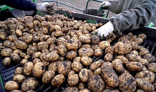 В России снизились цены производителей на картофель