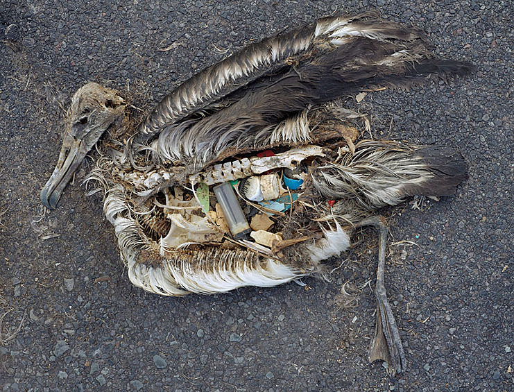 Из-за загрязнения природы мусором каждый год погибает 100 тыс морских млекопитающих, рыб и птиц.