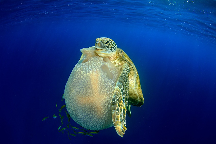 Морская черепаха и медуза близ острова Симилан в Андаманском море