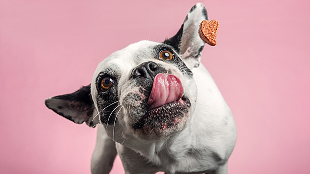 Чем, когда и как правильно кормить собаку