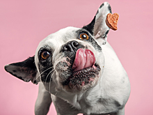 Чем, когда и как правильно кормить собаку