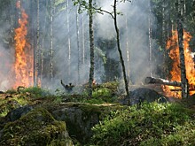Более 30 лесных пожаров ликвидировано за прошедшие сутки