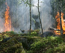 Более 30 лесных пожаров ликвидировано за прошедшие сутки