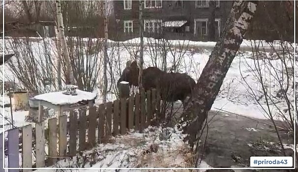 В Лузе заметили раненого лося