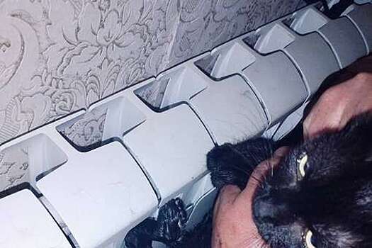 В Подмосковье кошка просунула лапу в радиатор и застряла