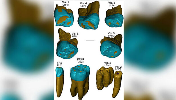 Ученые: скрещивание с неандертальцами спасло современного человека от эпидемий гриппа