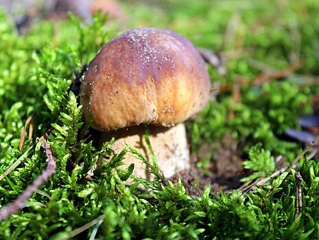 Роспотребнадзор опубликовал инструкцию по сбору и заготовке грибов