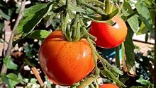 Эксперт раскрыл секреты выращивания сорта томатов Волгоградский 323