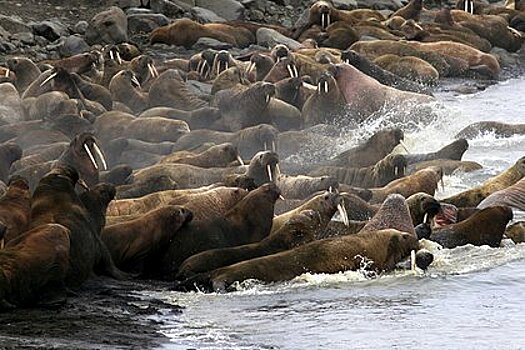 Популяция краснокнижных моржей на Земле Франца-Иосифа вдвое превысила прогноз