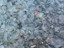 Нашествие тысяч ядовитых существ на популярном курорте России попало на видео