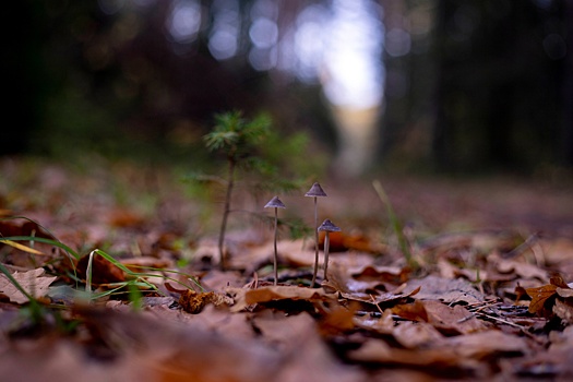 Врачи рассказали, почему осенью портится настроение и как с этим бороться