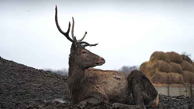 Эпидемиолог заявил о риске перехода «вируса зомби» оленей на людей