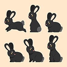 Учёный-зоолог — о кроликах и зайцах, их сходствах и различиях
