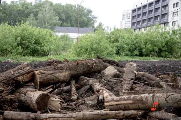В гордуме объяснили причину вырубки деревьев в Екатеринбурге