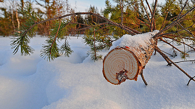 Жителям Ноябрьска разрешили легально рубить деревья к Новому году
