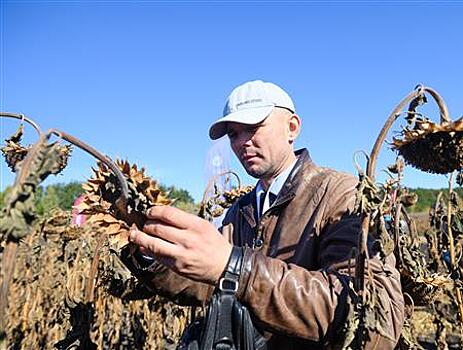 Подсолнечник для каждого: Щёлково Агрохим провели полевой семинар по агроинновациям