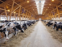 В Орловской области отчитались об увеличении поголовья крупного рогатого скота