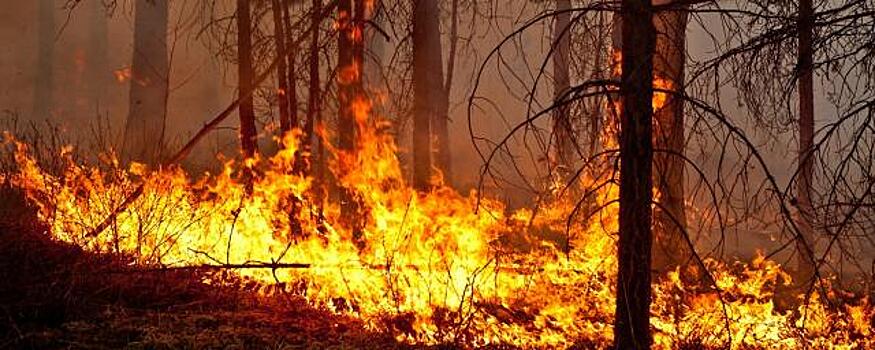 На Камчатку прибудут пожарные десантники для тушения лесных пожаров