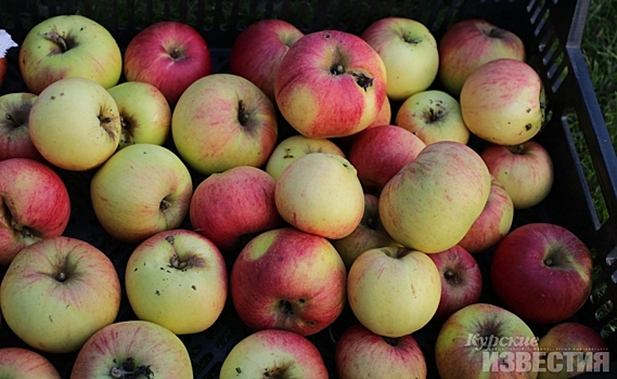 В Курскую область ввезли яблоки, заражённые калифорнийской щитовкой