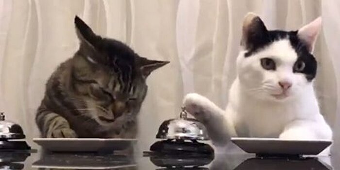 Японские коты научились заказывать еду