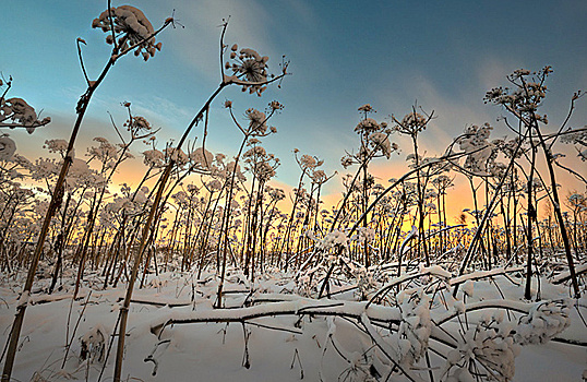 Житель Ярославской области не уследил за борщевиком и лишился участка