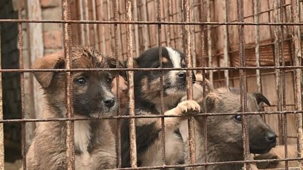 На откуп регионам: в Госдуме обсуждают эвтаназию бродячих собак