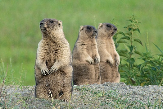 В Новосибирской области появилась "Деревня сурков"