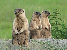 В Новосибирской области появилась "Деревня сурков"